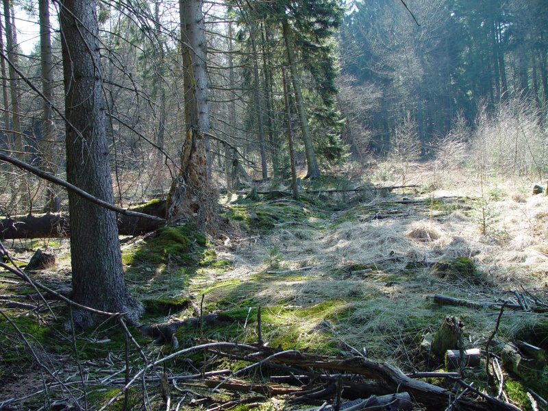 Datei:Hönnige-Kattenbusch 03.jpg